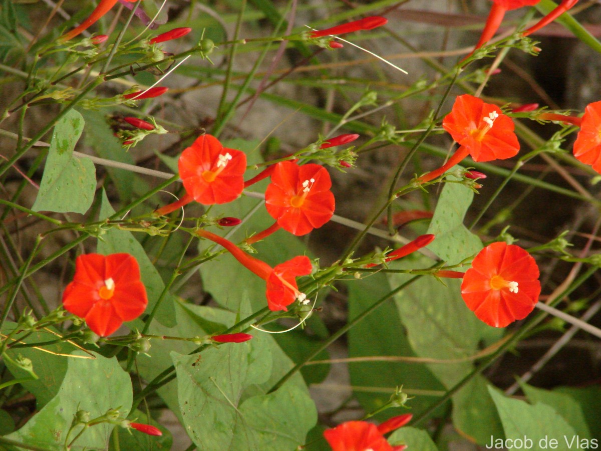 Ipomoea hederifolia L.
